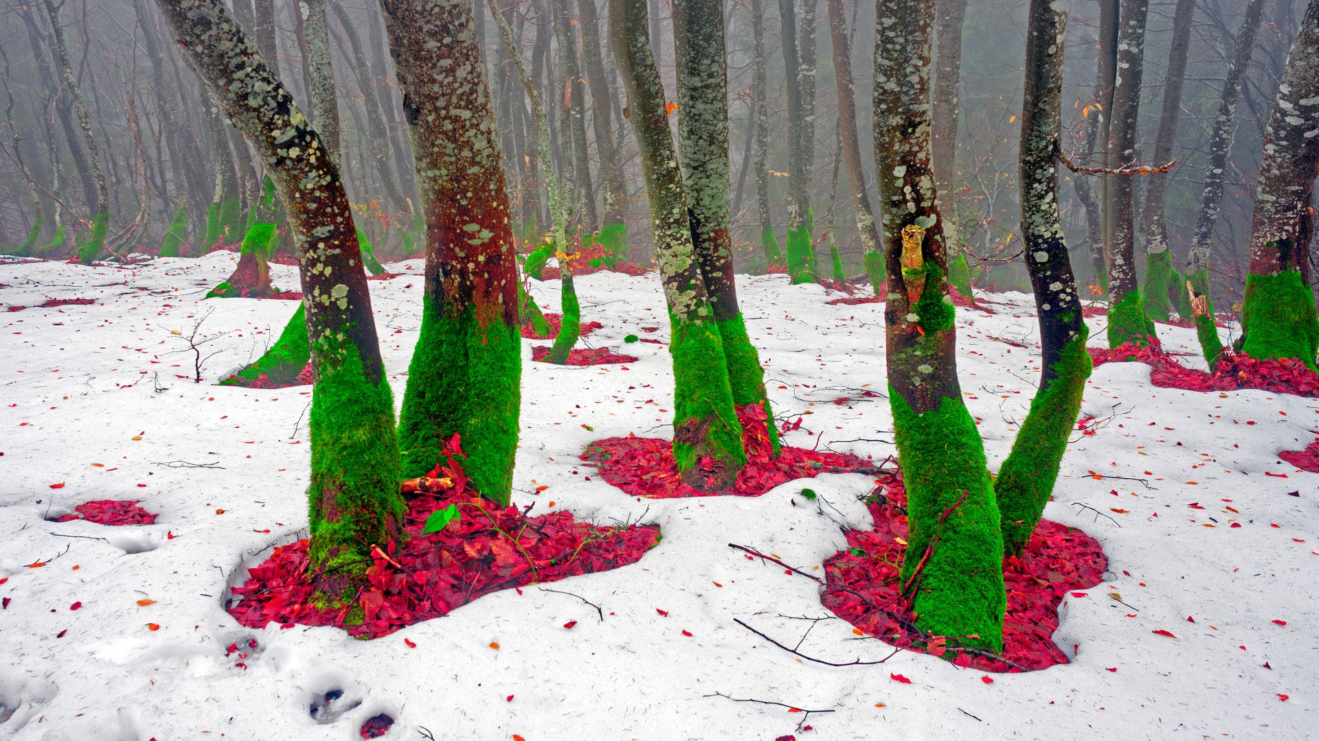 Trees on the northern slope of Mount Khomyak in the Carpathian Mountains, Ukraine