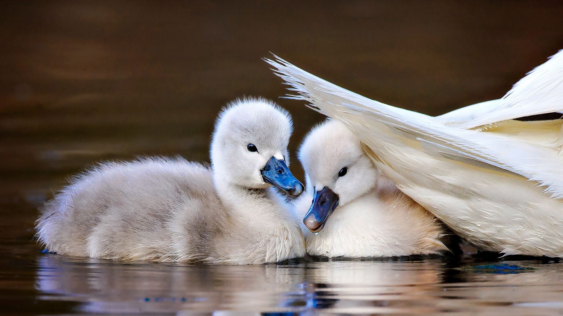 Mute swan chicks, Massapequa Preserve, Long Island, New York, USA