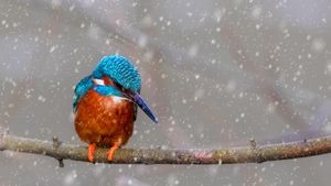 A kingfisher perched on a branch (© NJphoto/Alamy)(Bing New Zealand)