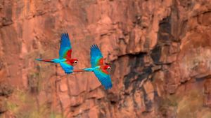 ベニコンゴウインコ, ブラジル マットグロッソ・ド・スル州 (© Ellen Goff/Danita Delimont)(Bing Japan)