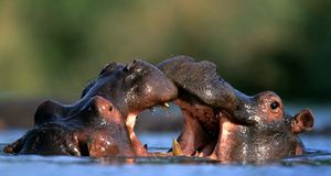 Hippopotames mâles en train de se battre dans le parc national Kruger, Afrique du Sud (© Nigel Dennis/Gallo Images/Getty Images) &copy; (Bing France)