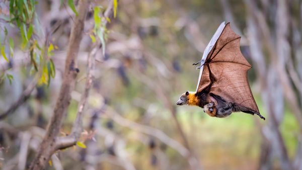 Grey-headed flying fox carrying her pup, Yarra Bend Park, Australia