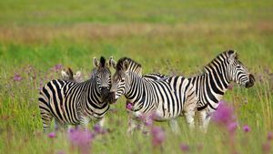 Zèbres de Burchell, Réserve de Rietvlei, Afrique du Sud (© Richard Du Toit/Minden Pictures)(Bing France)