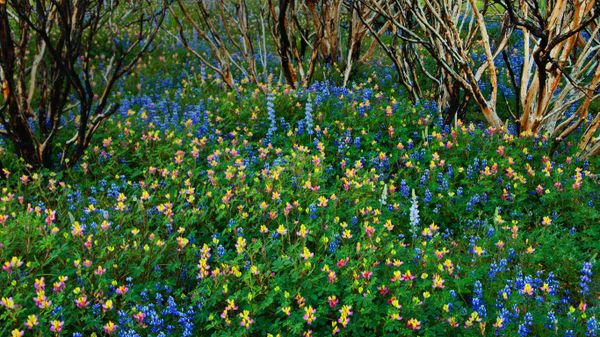 Lupine grows in a burned forest at Yosemite National Park, California