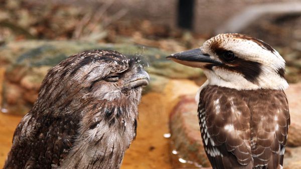 Tawny frogmouth and kookaburra