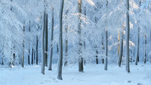 Foresta di faggi, Belgio