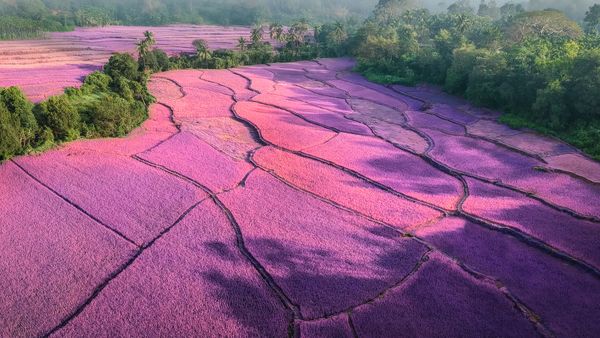 Sunrise over misty lavender fields, India