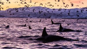 Killer whales in Spildra, Norway (© Alex Mustard/Minden Pictures)(Bing Australia)