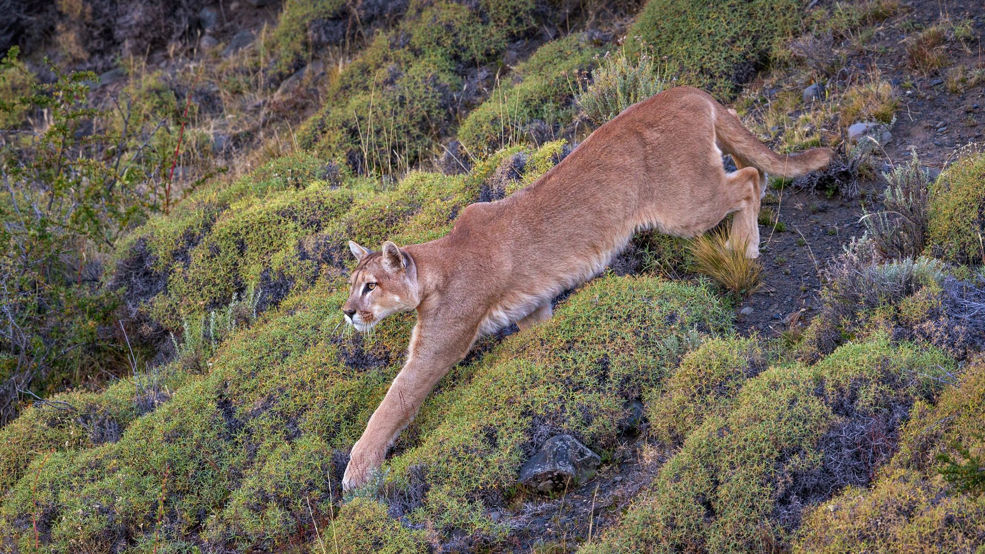 Puma in Torres del Paine National Park, Patagonia, Chile