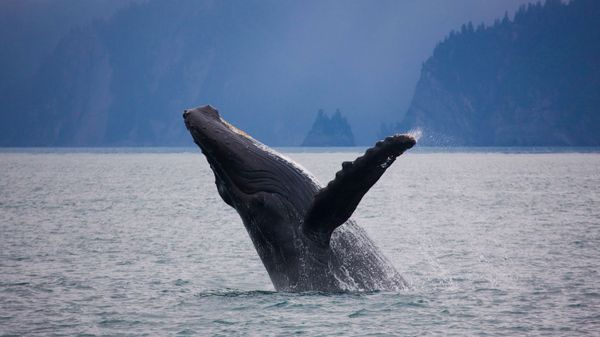 Humpback whale off the shore of Kenai Fjords National Park, Alaska