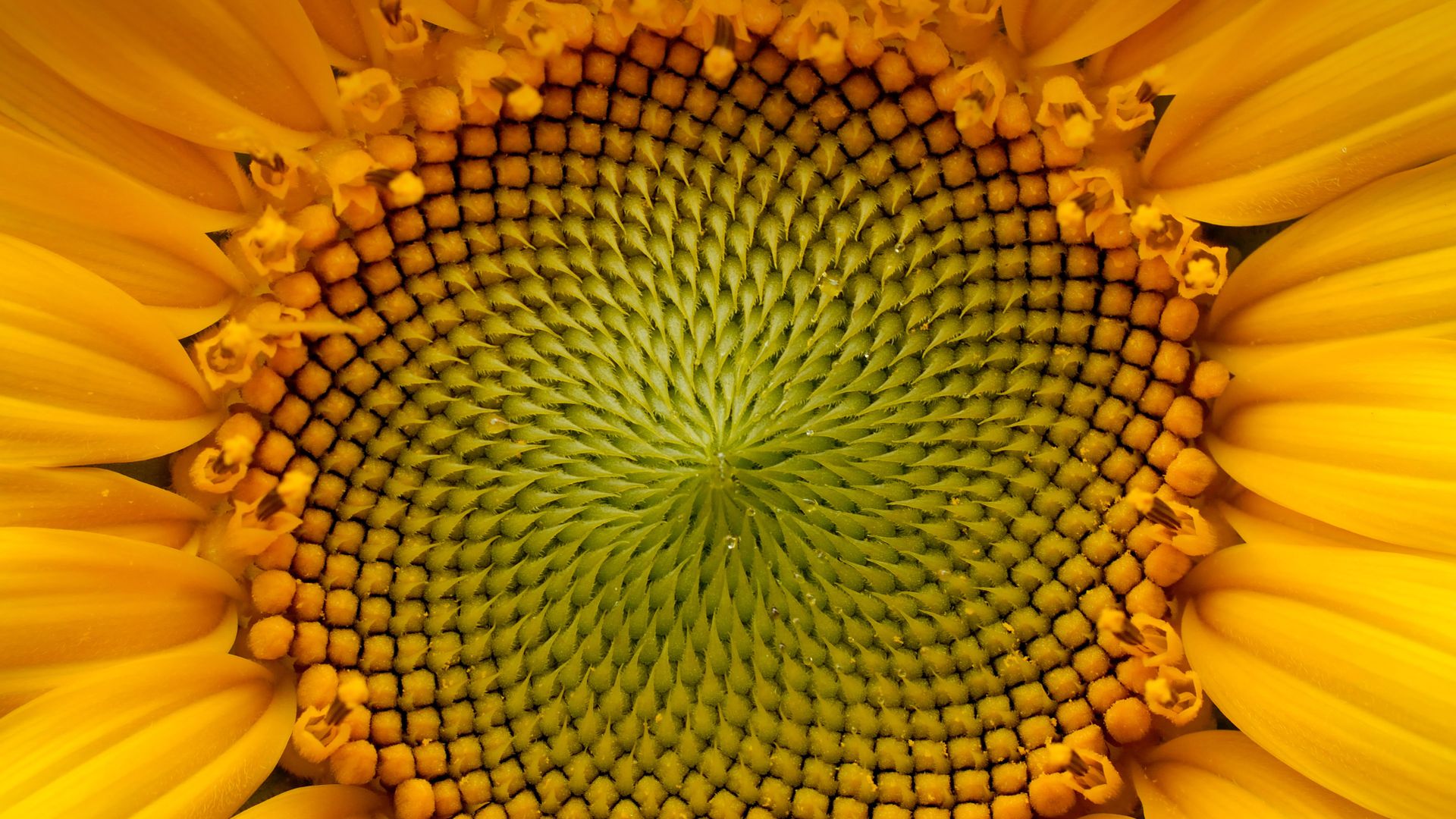 Girasole