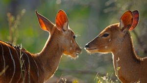 克鲁格国家公园内的雌性安氏林羚，南非 (© Richard Du Toit/Minden Pictures)(Bing China)