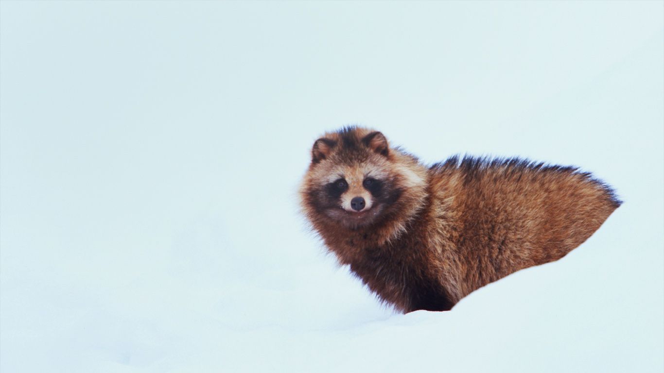 ｢雪の中のタヌキ｣北海道, 上川郡
