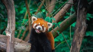 树上的中国小熊猫, 成都, 四川省, 中国 (© Jackyenjoyphotography/Getty Images)(Bing China)