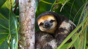 Paresseux à trois doigts dans un arbre sur Sloth Island, Essequibo, Guyane (© Suzi Eszterhas/Minden Pictures)(Bing France)