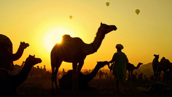 Camels gather with their herders at the Pushkar Camel Fair, Rajasthan state, India