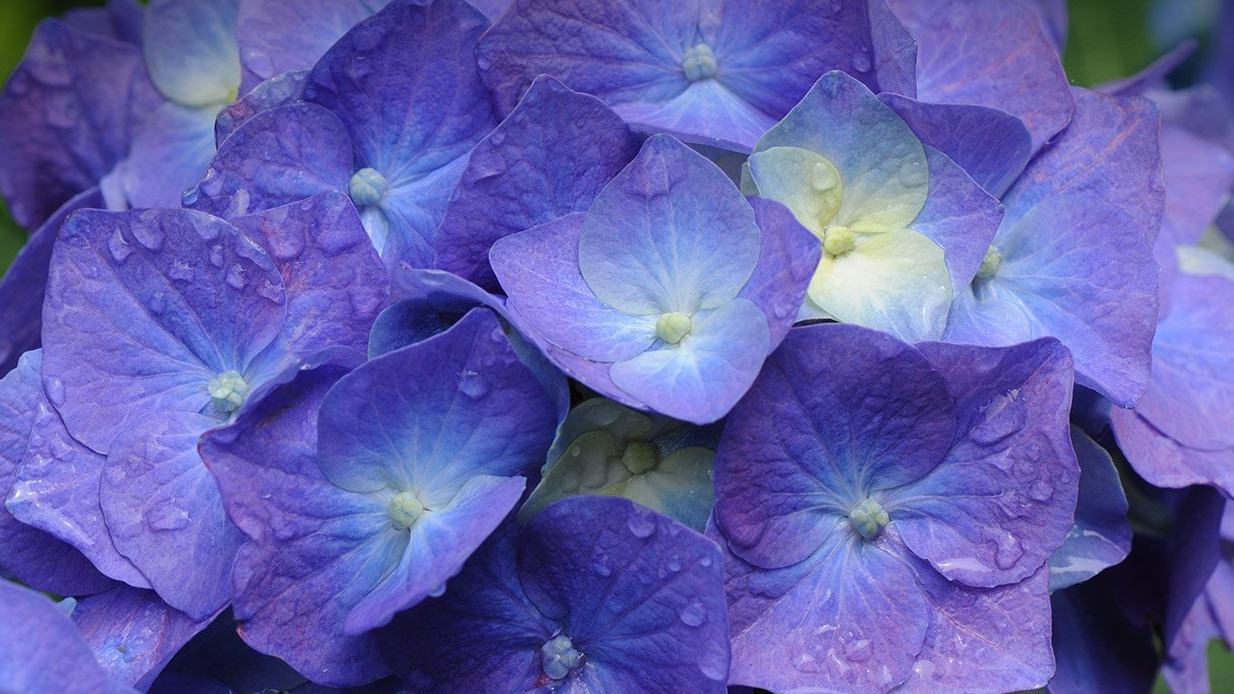 Hydrangea