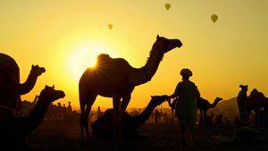 普什卡骆驼节上的骆驼与牧民，印度拉贾斯坦邦 (© Anand Purohit/Getty Images)(Bing China)