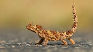 Thorny Devil (Moloch horridus) in Watarrka National Park, Northern Territory (© Yva Momatiuk and John Eastcott/Minden Pictures)(Bing Australia)