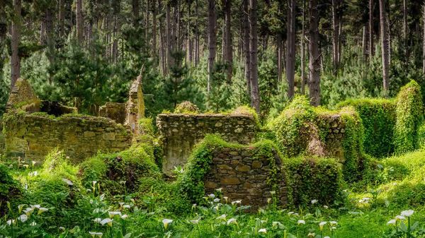 Remnants of buildings in forest, Fleurieu Peninsula, South Australia