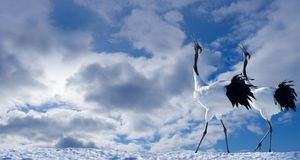 Japanese Cranes Cawing -- Akihiko Tachikawa/Aflo Foto Agency &copy; (Bing New Zealand)