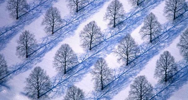 WinterTreeFarm