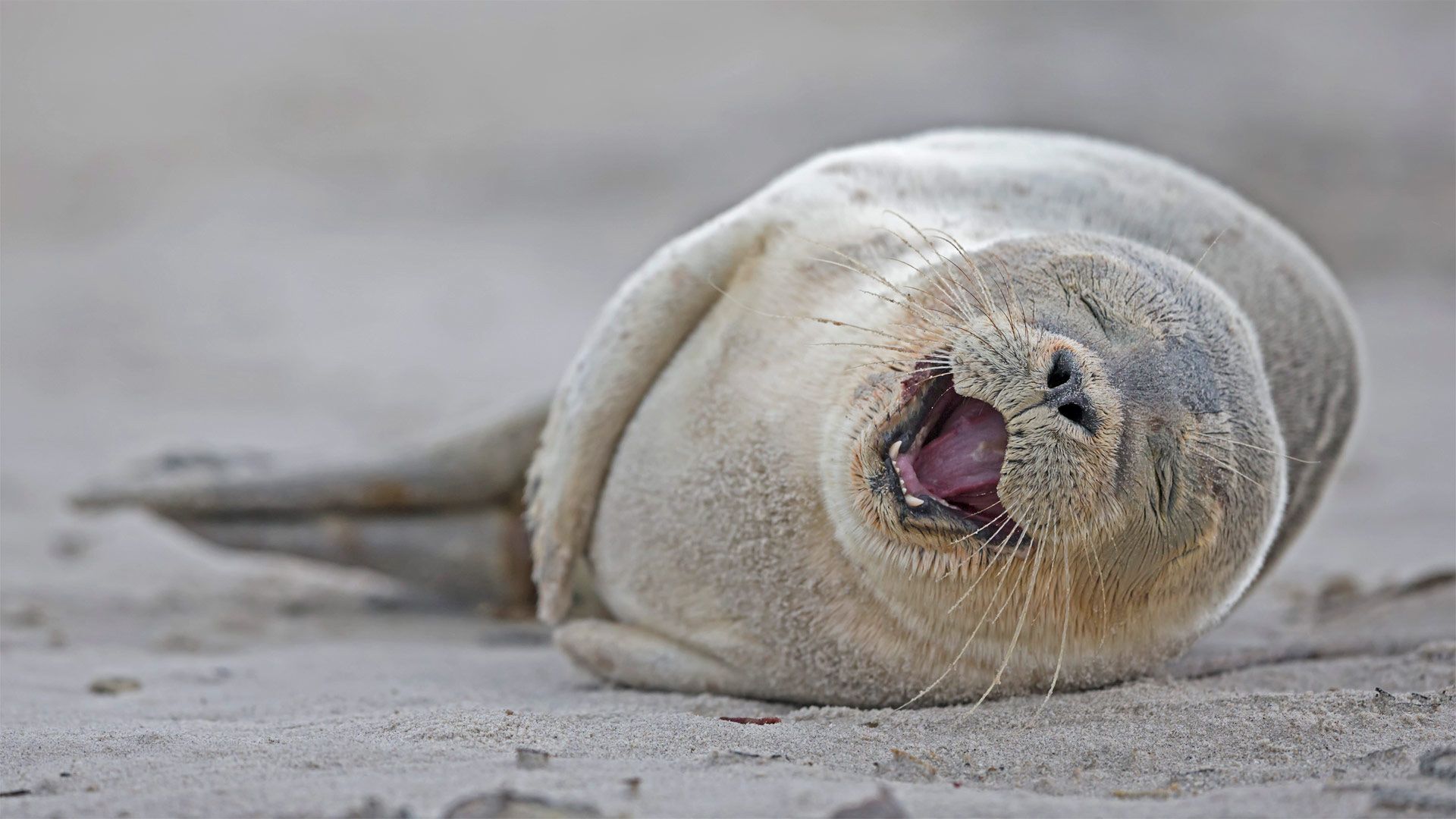 Harbor seal pup lying on the beach, Heligoland, Germany