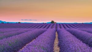 普罗旺斯瓦朗索勒高原上的薰衣草田，法国 (© Shutterstock)(Bing China)