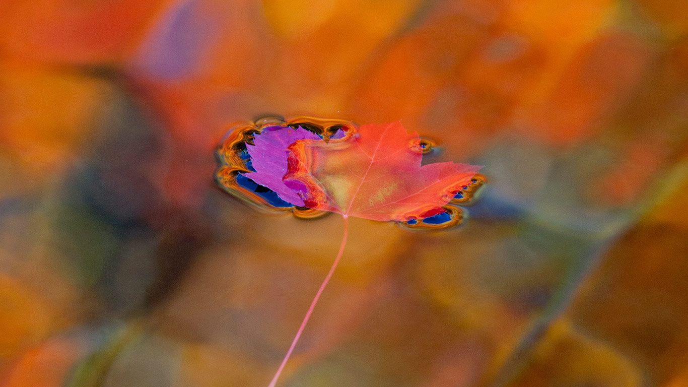 A red maple leaf in Mont-Saint-Bruno Conservation Park, Quebec, Canada