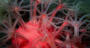 Deepwater mushroom soft coral (Anthomastus ritteri) off the coast of California, in the Pacific Ocean -- Mark Conlin/Photolibrary &copy; (Bing Australia)