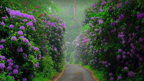 Common rhododendrons in Semper Forest Park, Rügen, Germany