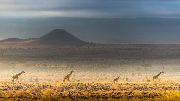 Maasai giraffes, Amboseli National Park, Kenya
