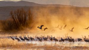 Sandhill cranes at sunrise, Bosque del Apache National Wildlife Refuge, New Mexico (© Jack Dykinga/Minden Pictures)(Bing United States)