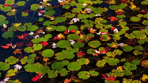 Lily pads and floating autumn coloured leaves, Waterloo, Que.