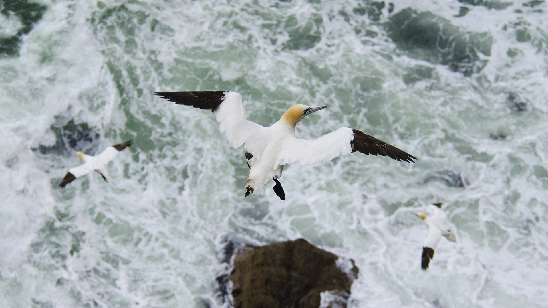 Northern gannet (Morus bassanus) in flight, Troupe Head RSPB Reserve, Aberdeenshire