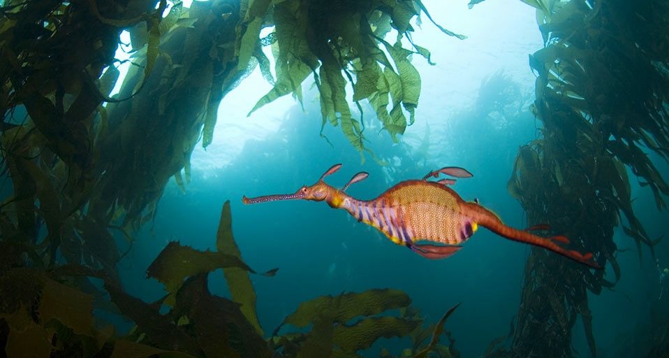 Weedy Sea Dragon