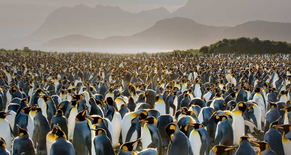 PenguinDay