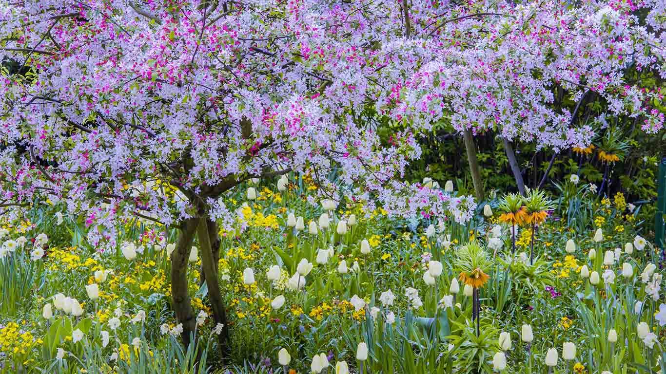 Springtime in Claude Monet's garden, Giverny, France