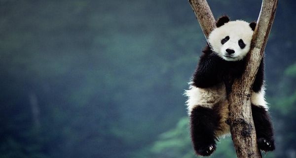 PandaCubSleeping