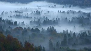Herbstlicher Mischwald im Nebel, Füssen, Allgäu, Bayern (© DEEPOL by plainpicture/Erich Kuchling)(Bing Deutschland)
