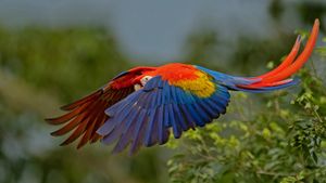 展开双翅的绯红金刚鹦鹉，哥斯达黎加 (© Harry Collins/Getty Images)(Bing China)