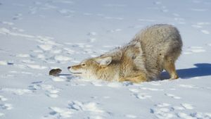 美国怀俄明州黄石国家公园，田鼠与郊狼 (© D. Robert Franz/Rolf Nussbaumer Photography/Alamy)(Bing China)