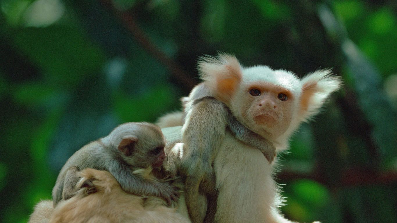 A gold-and-white marmoset and his young in the Amazon Rainforest, Brazil