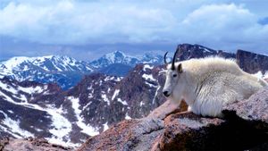 Chèvre des montagnes Rocheuses sur le mont Evans près de Denver, Colorado, États-Unis (© Corbis Motion)(Bing France)