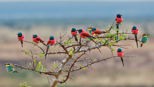 Northern carmine and European bee-eaters in Mkomazi National Park, Tanzania
