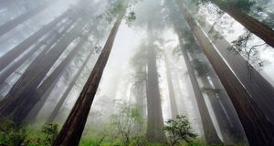 Redwood trees in Redwood National Park, California (© William Manning/Corbis) &copy; (Bing New Zealand)