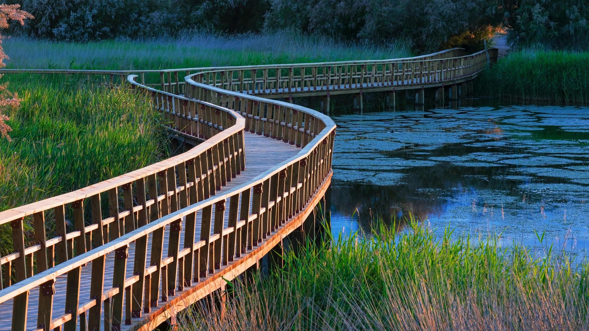 Parque Nacional de Tablas de Daimiel, Castilla-La Mancha, España