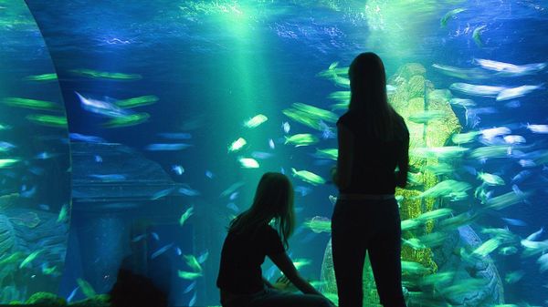 Silhouette von Menschen, die Fische im Aquarium betrachten, Sea Life München, München, Bayern, Deutschland