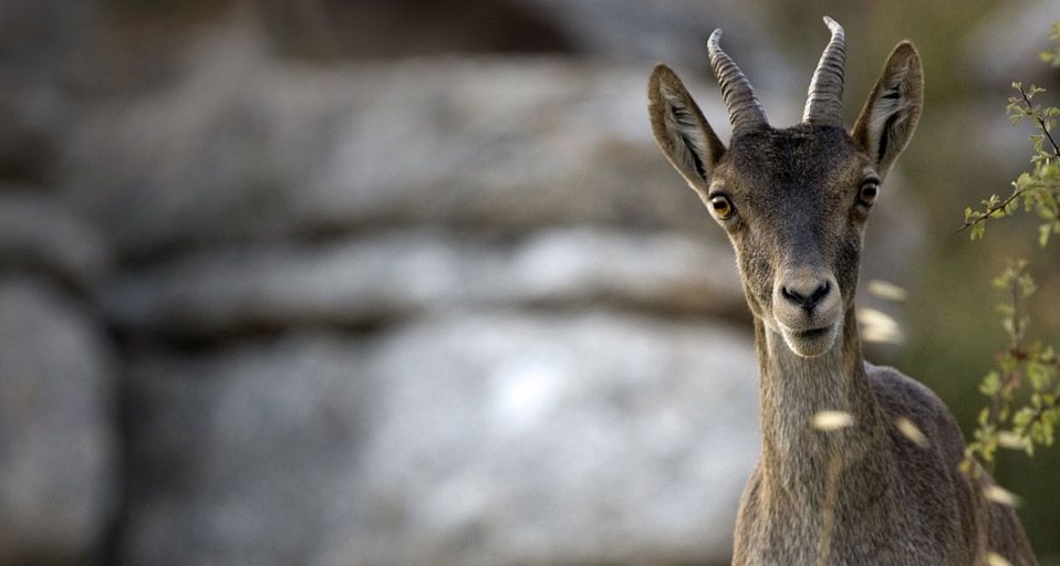 Ibex