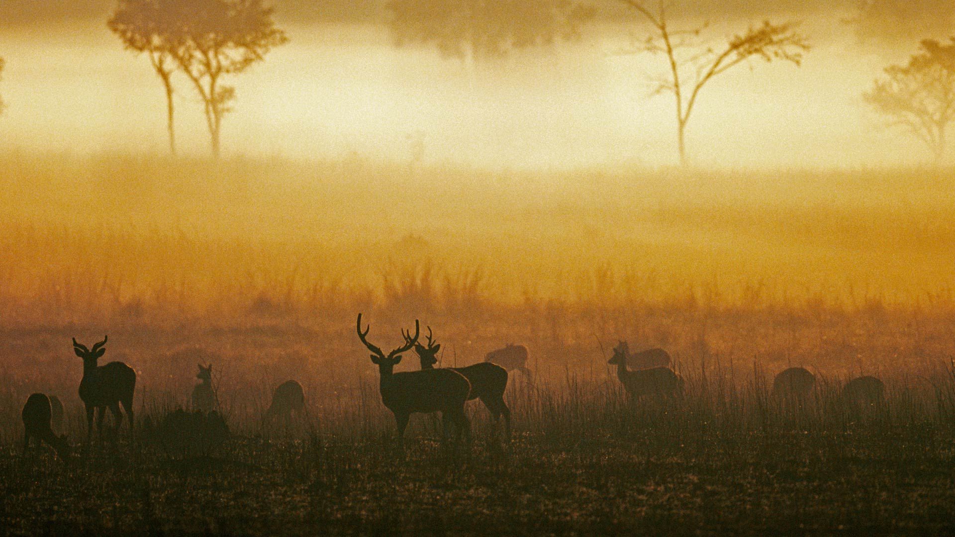 Chital (spotted deer), Kanha National Park, Madhya Pradesh, India